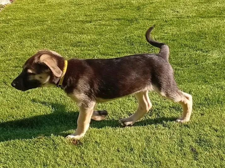 Vuoi adottare un cane a Crotone?