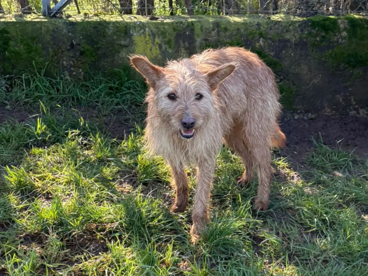 Adozione cane, maschio, Razza sconosciuta Razza sconosciuta, 3 anni e 4 mesi, taglia piccola, Frosinone
