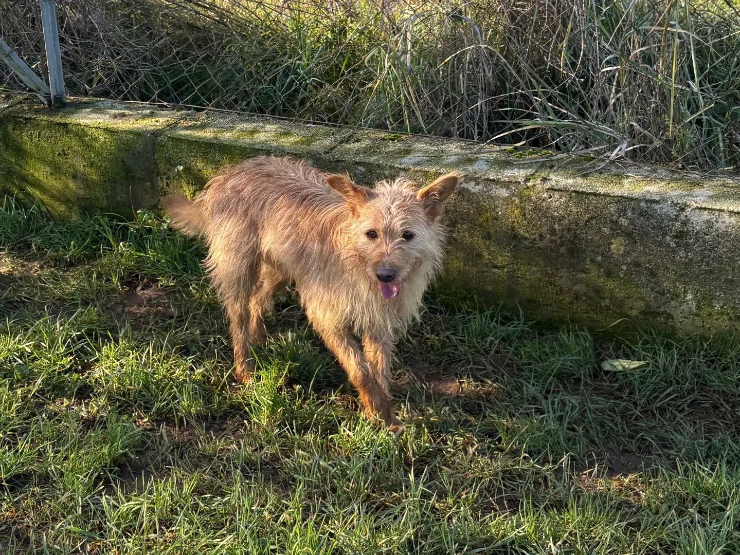Adotta un cane, maschio, 3 anni e 4 mesi, Frosinone
