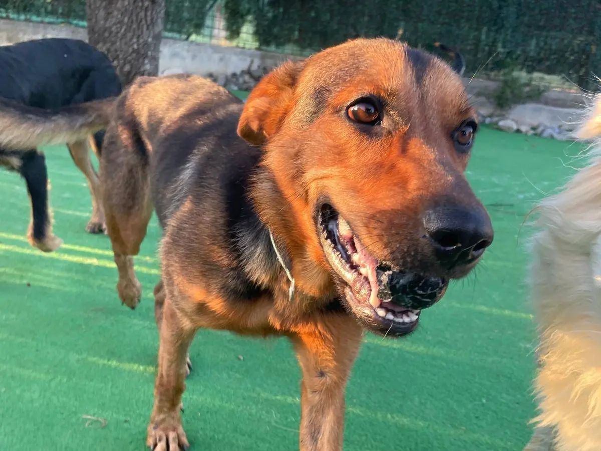 Adotta un cane, femmina, 1 anno e 5 mesi, Cosenza