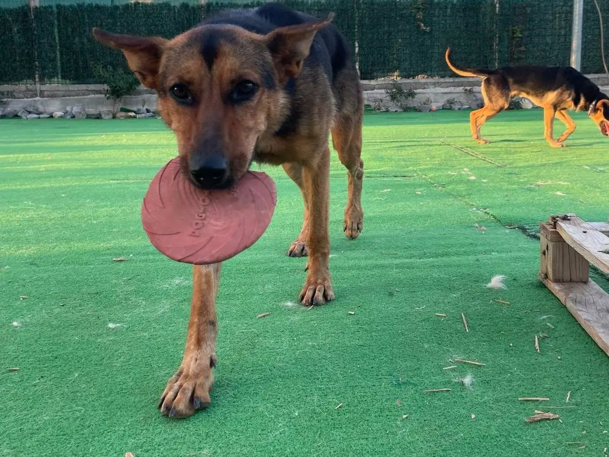 Adotta un cane, taglia grande, femmina, Cosenza