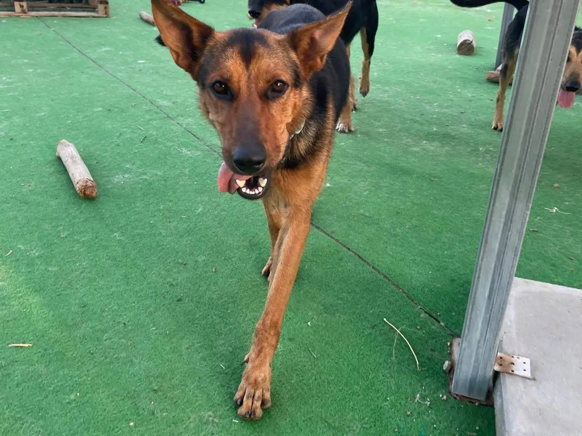 Adozione cane, femmina, Razza sconosciuta Razza sconosciuta, 1 anno e 5 mesi, taglia grande, Cosenza