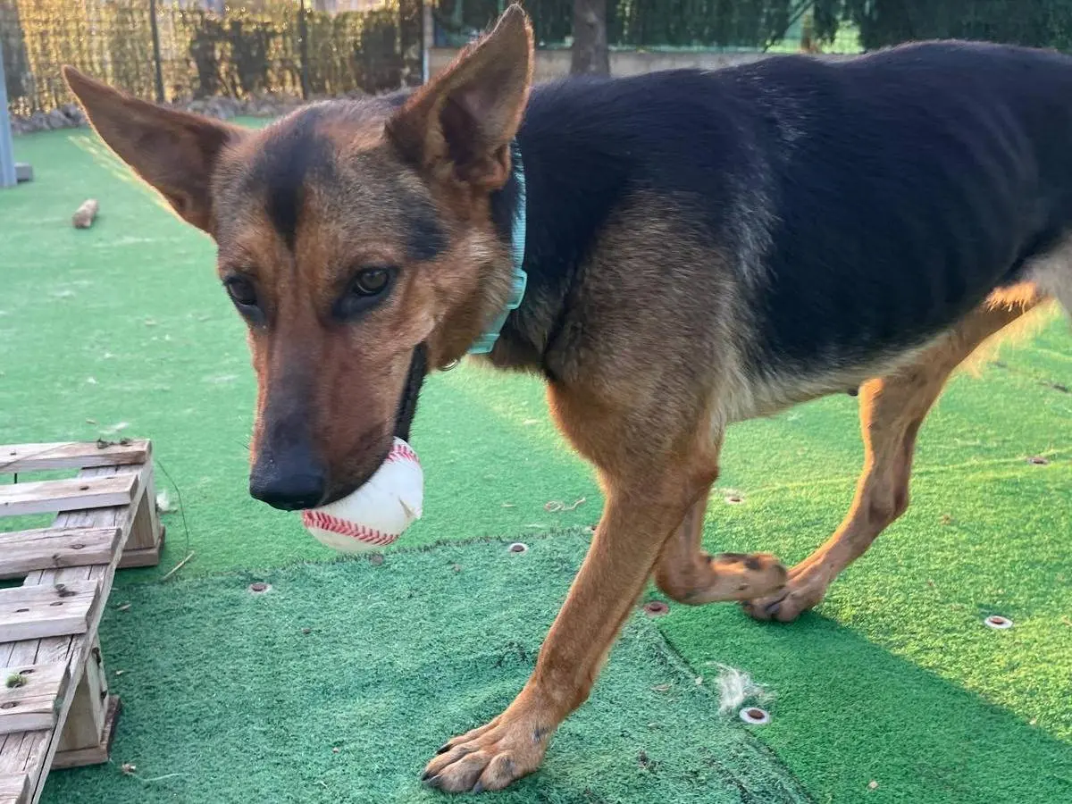 Adotta il cane Azzurra a Cosenza