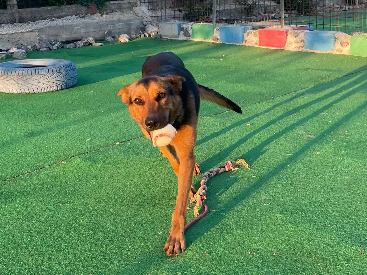 Vuoi adottare un cane a Cosenza?