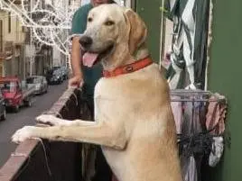 Foto 2 dell'animale