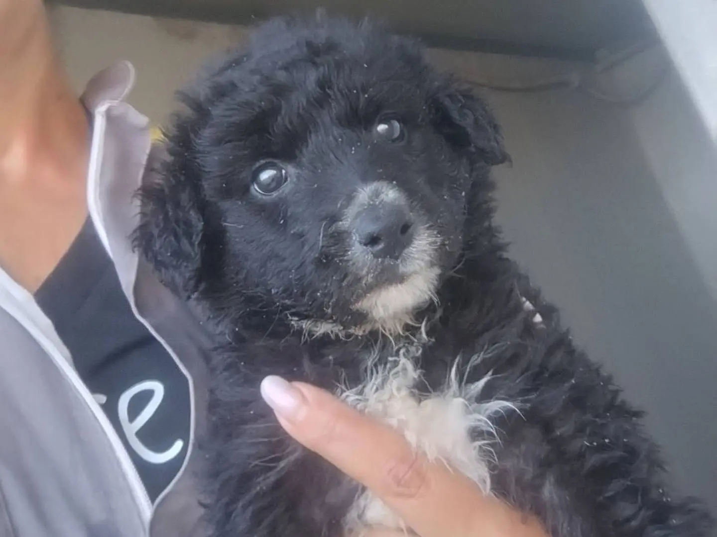 Adozione cane, femmina, Border Collie Razza sconosciuta, 1 mese, taglia media, Trapani