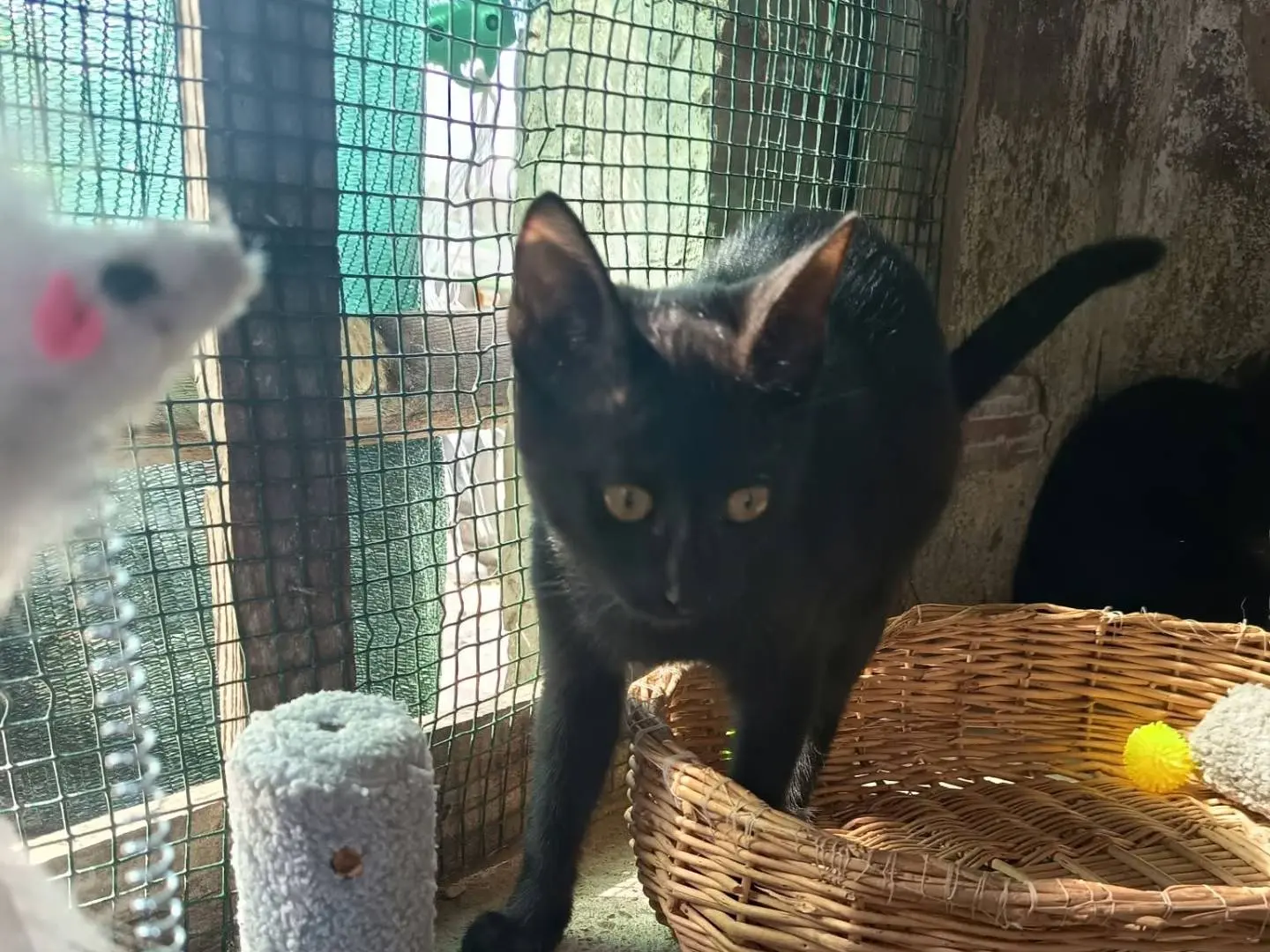 Adotta un gatto, femmina, 5 mesi, Firenze