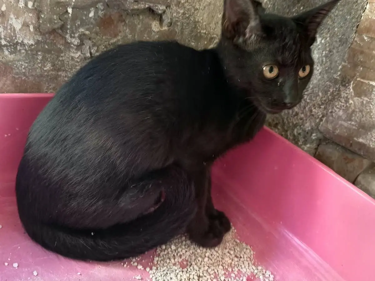 Adozione gatto, femmina, Razza sconosciuta Razza sconosciuta, 5 mesi, taglia non valida, Firenze