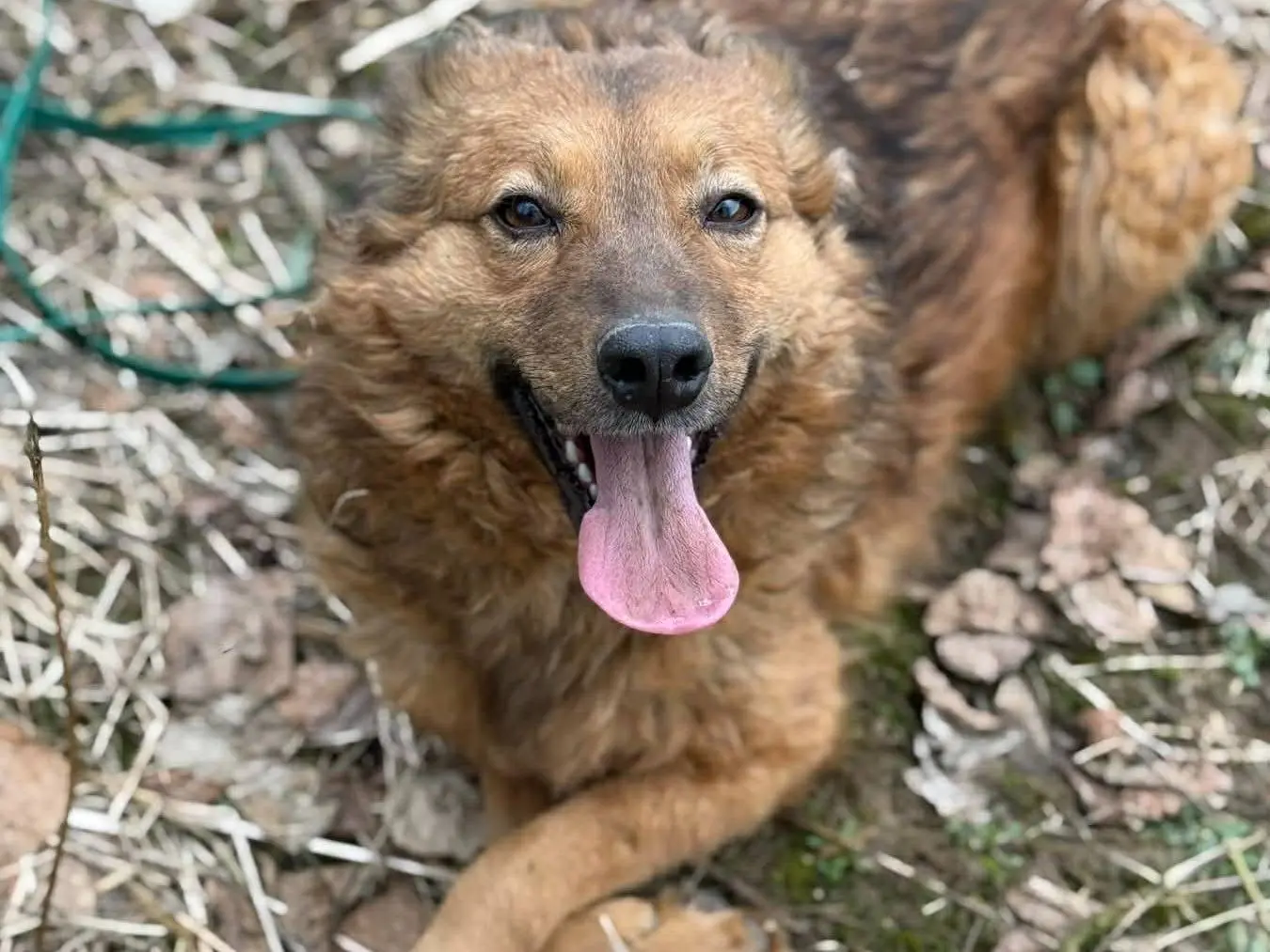 Adotta un cane, femmina, 4 anni e 7 mesi, Firenze