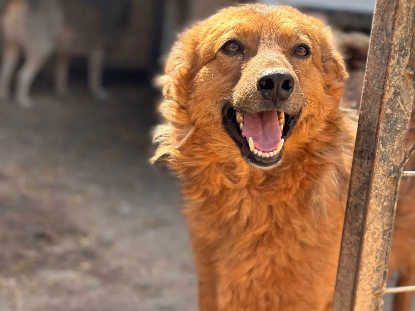 Adozione cane, femmina, Razza sconosciuta Razza sconosciuta, 4 anni e 7 mesi, taglia media, Firenze