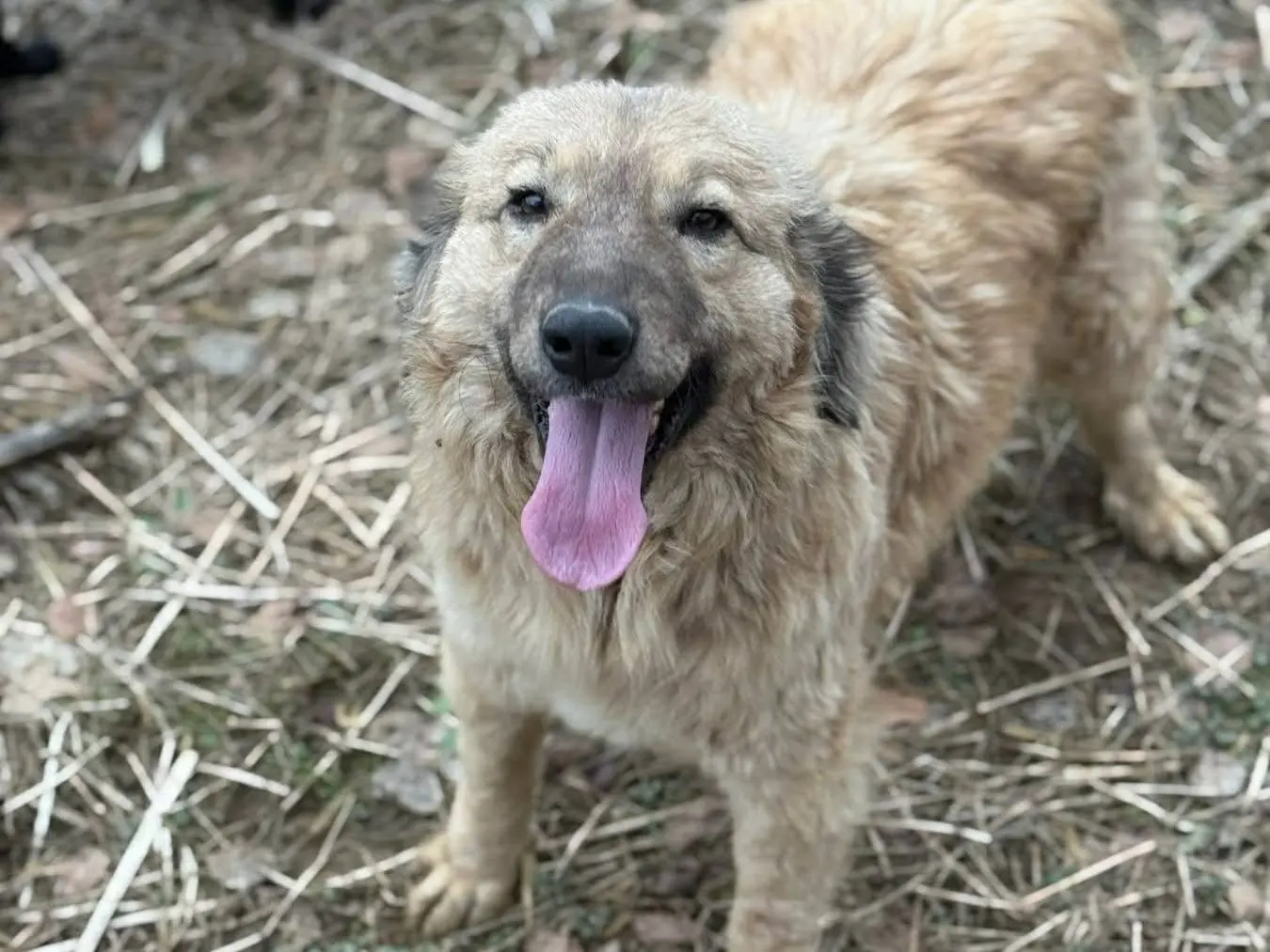Vuoi adottare un cane a Firenze?