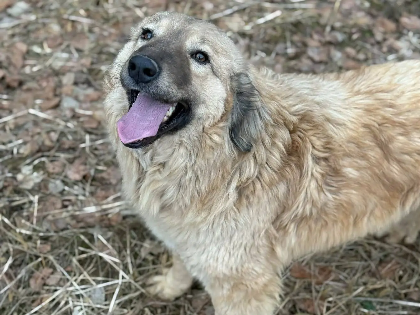 Adotta un cane, taglia media, femmina, Firenze