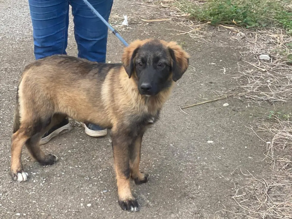 Vuoi adottare un cane a Messina?