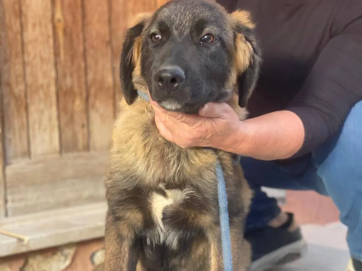 Adotta un cane, taglia media, femmina, Messina