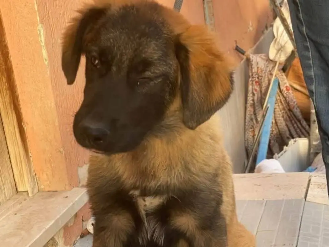Adotta il cane Brunetta ed Oliver a Messina