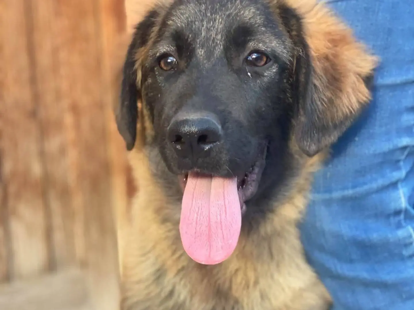 Adotta un cane, femmina, 3 mesi, Messina