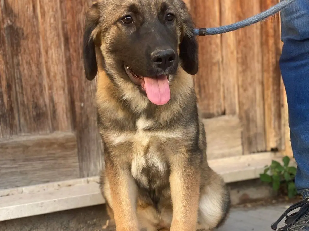 Adozione cane, femmina, Razza sconosciuta Razza sconosciuta, 3 mesi, taglia media, Messina