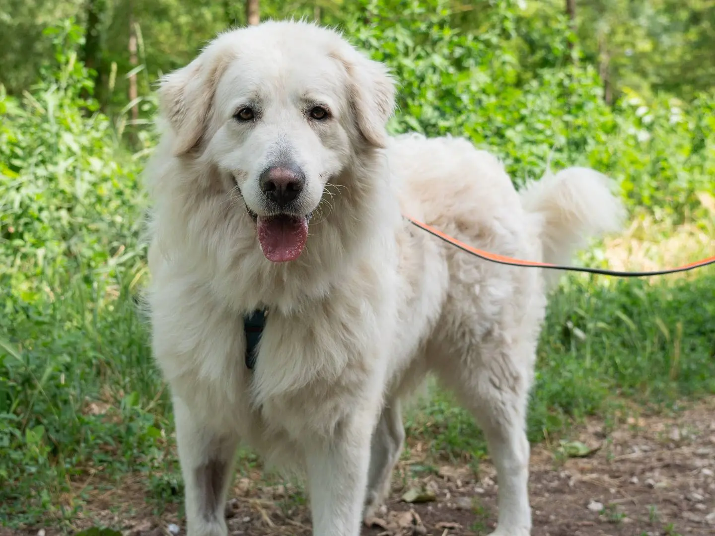 Adotta un cane, maschio, 7 anni e 7 mesi, Ferrara
