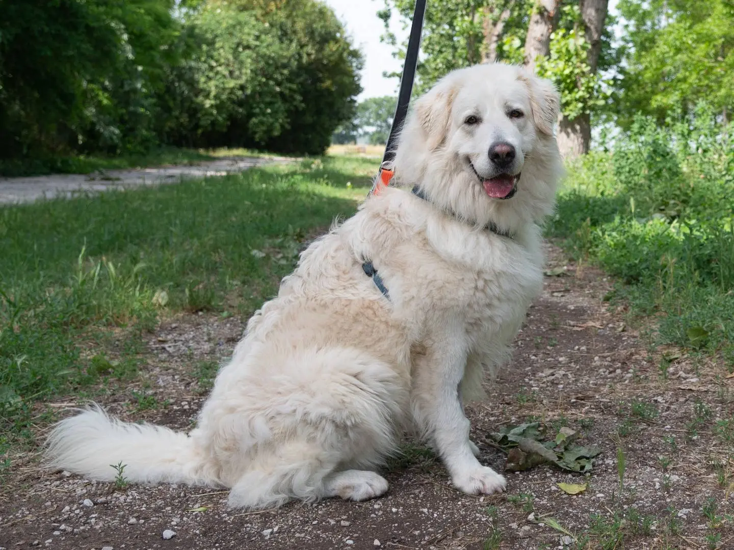 Vuoi adottare un cane a Ferrara?