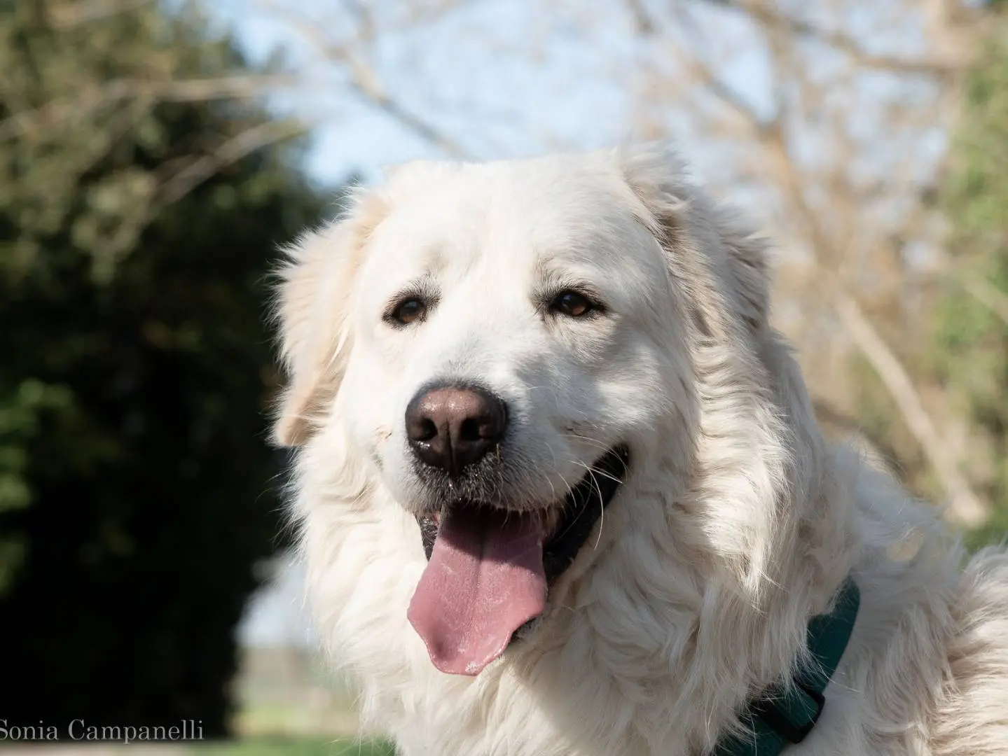 Adozione cane, maschio, Pastore maremmano, 7 anni e 7 mesi, taglia gigante, Ferrara