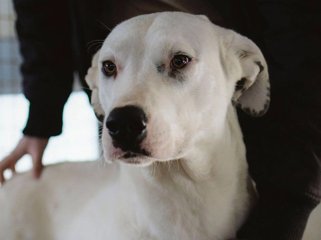 Adozione cane, femmina, Razza sconosciuta Razza sconosciuta, 5 anni, taglia grande, Napoli