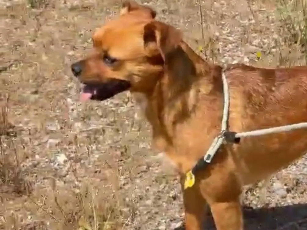 Adozione cane, femmina, Razza sconosciuta Razza sconosciuta, 2 anni e 3 mesi, taglia media contenuta, Savona