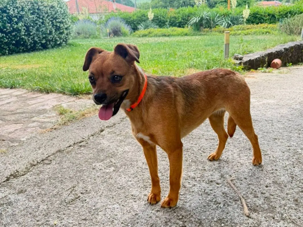 Adotta un cane, taglia media contenuta, femmina, Savona