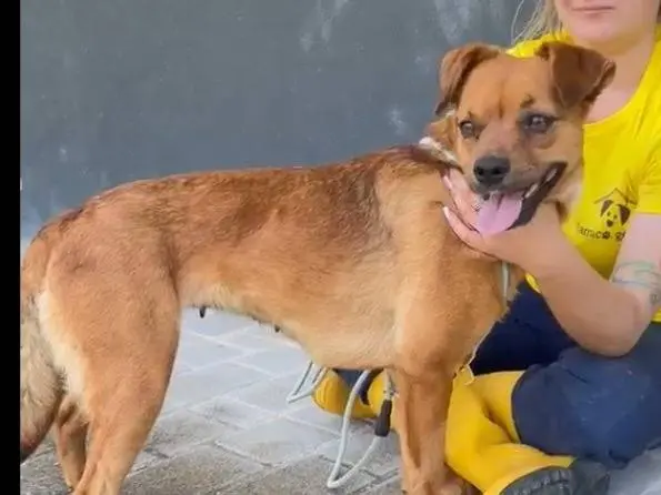 Adotta un cane, femmina, 2 anni e 3 mesi, Savona