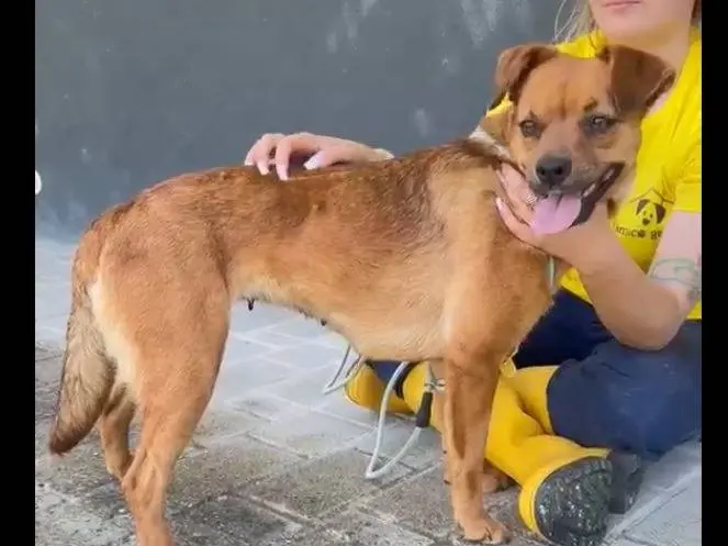 Vuoi adottare un cane a Savona?