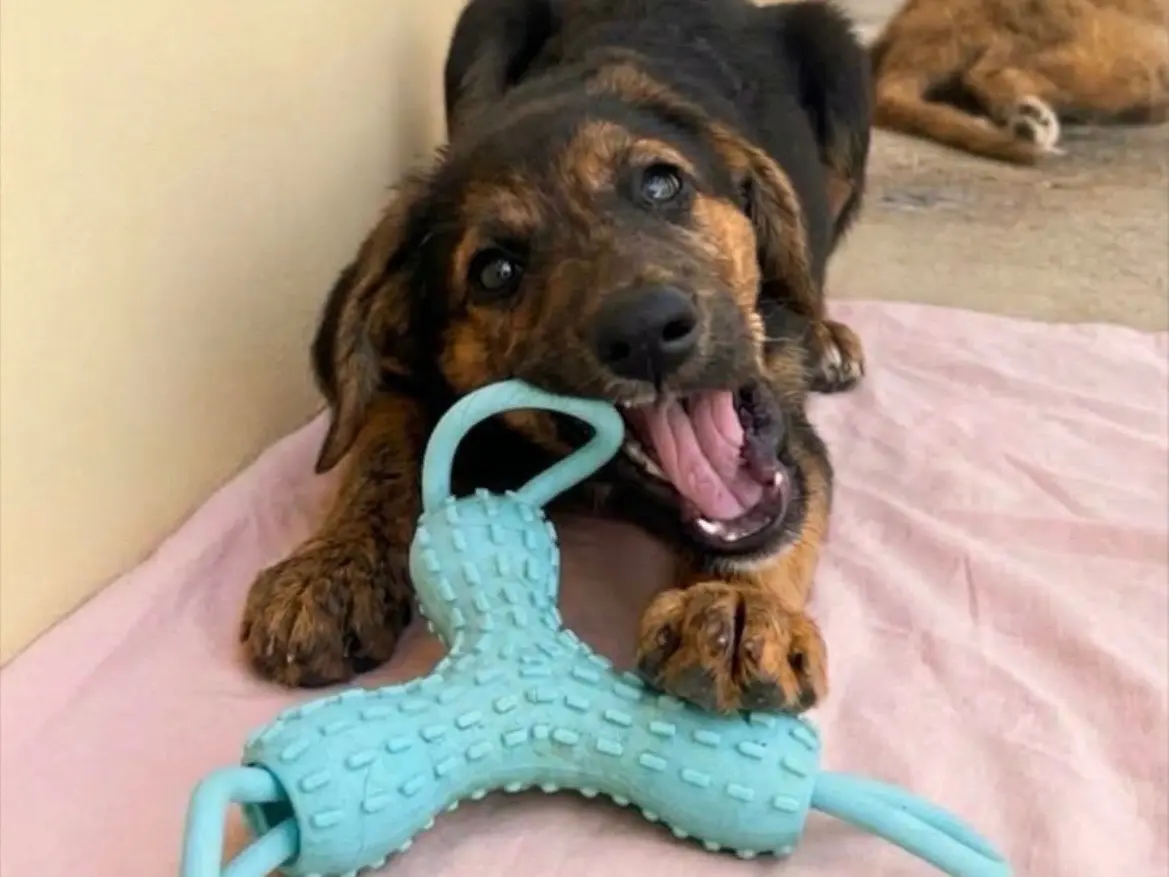 Adotta un cane, femmina, 4 mesi, Sud