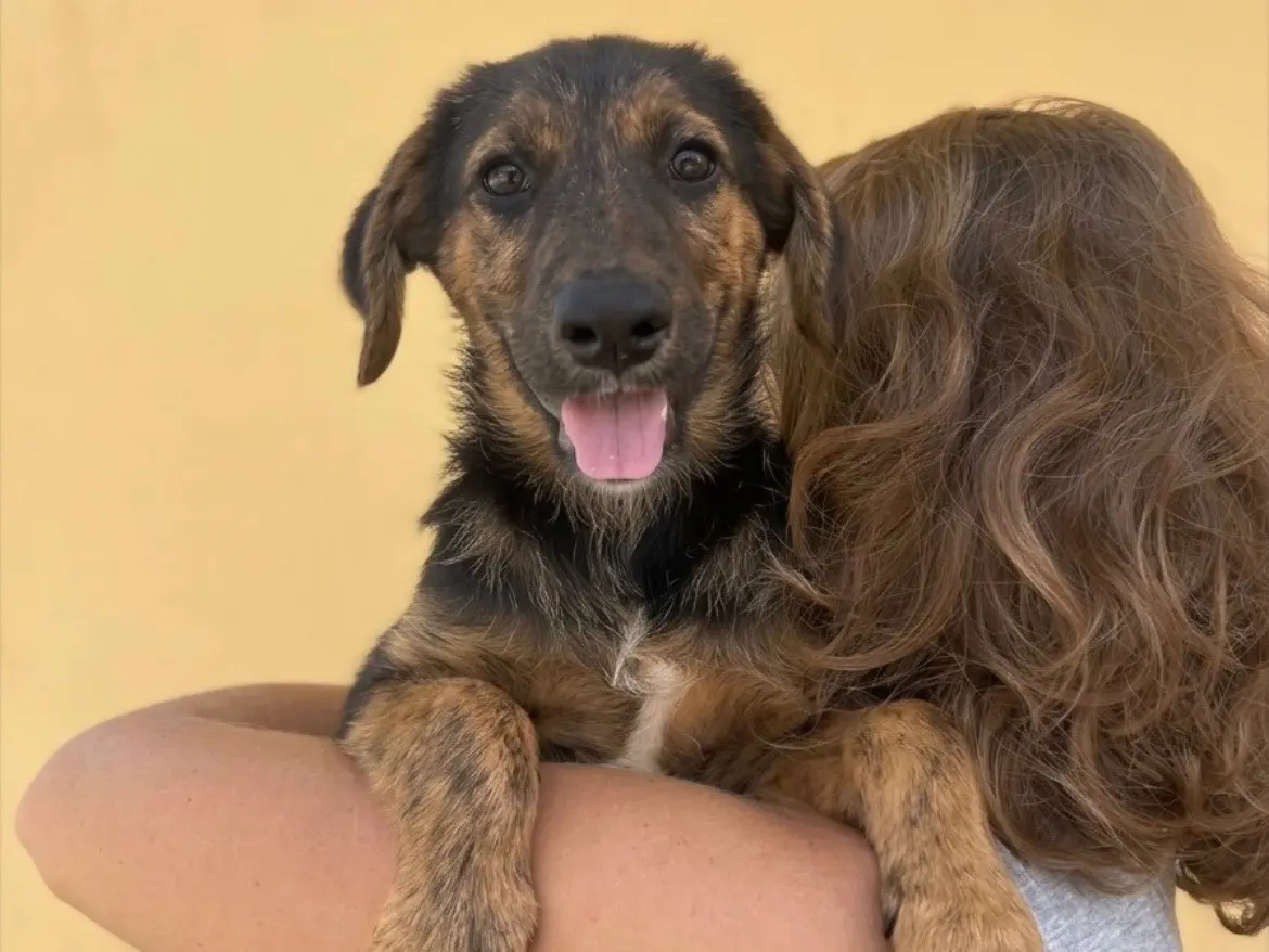 Adotta un cane, taglia media, femmina, Sud