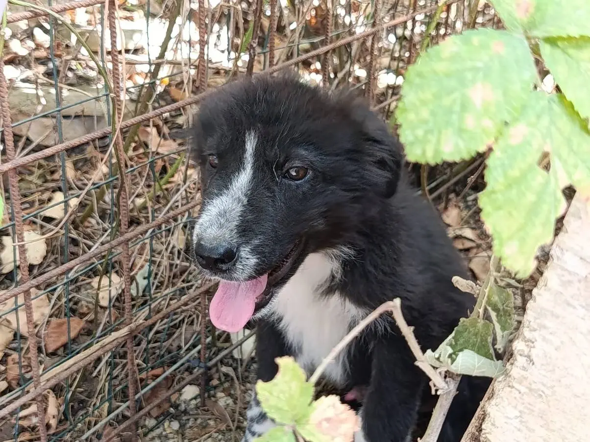 Adozione cane, maschio, Razza sconosciuta Razza sconosciuta, 4 mesi, taglia media, Avellino