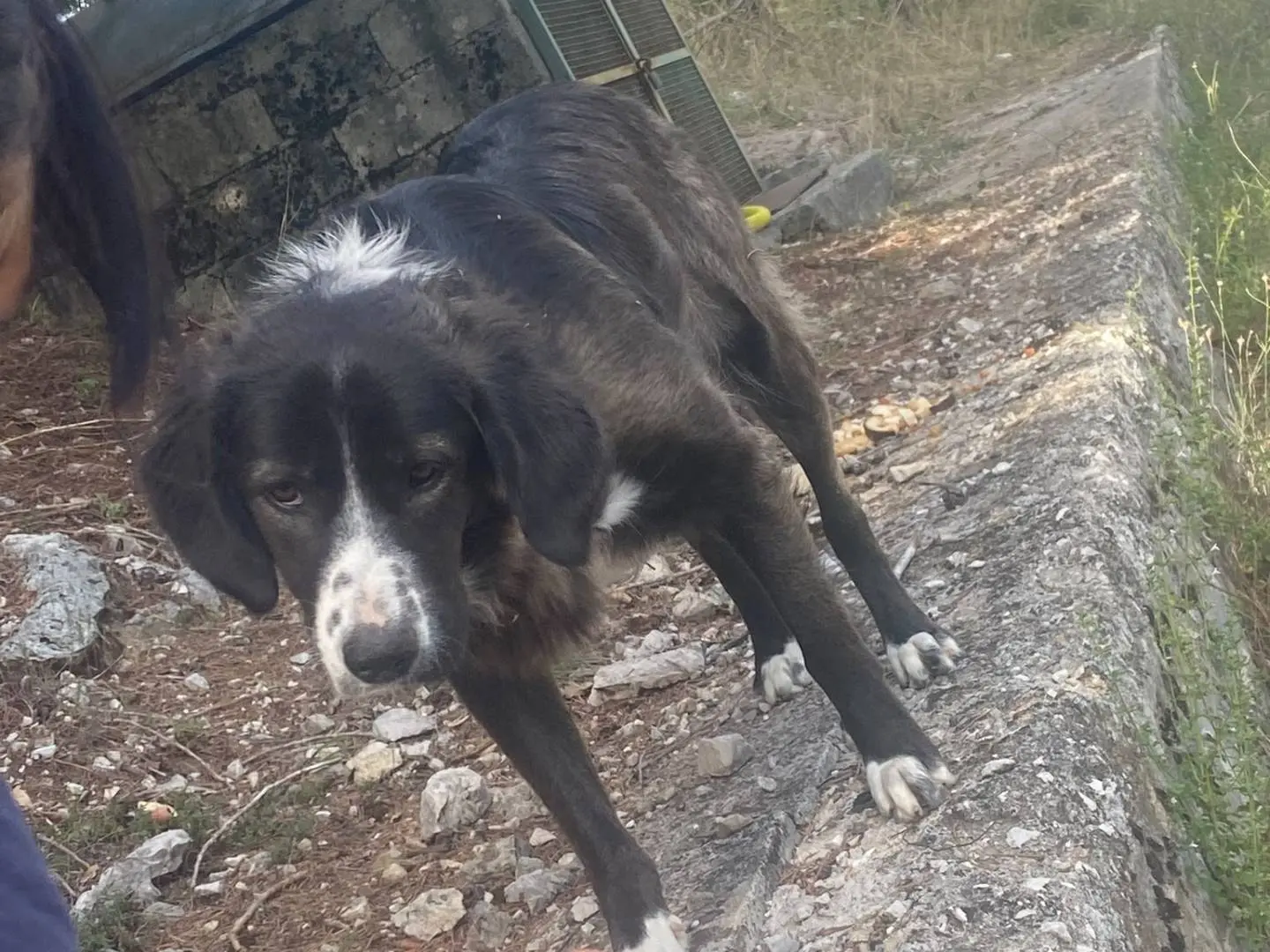 Adotta un cane, maschio, 4 mesi, Avellino