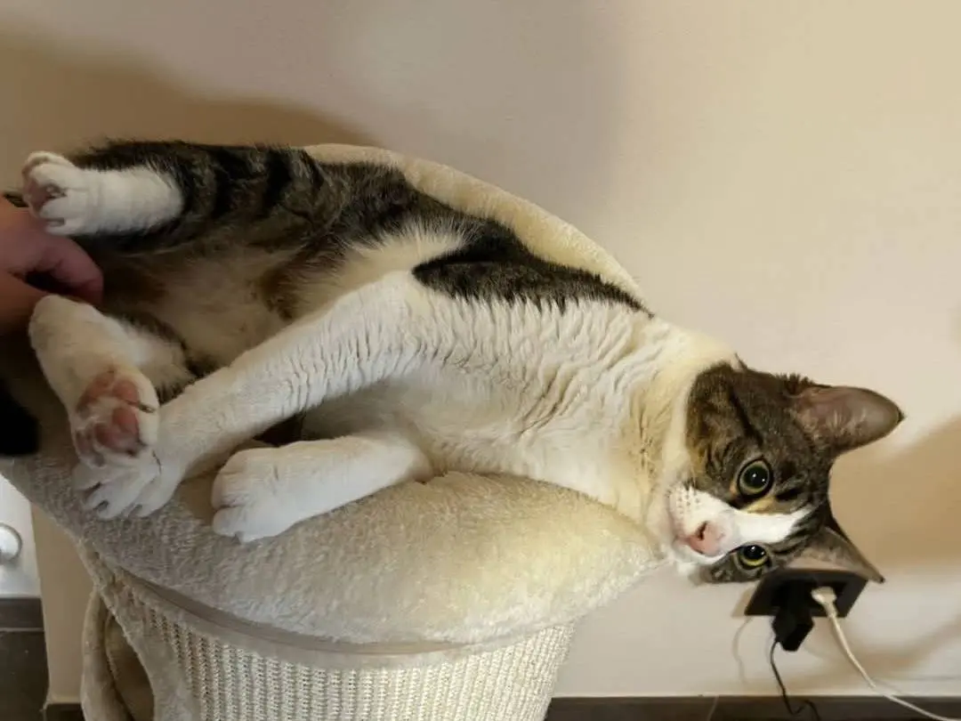 Adotta un gatto, taglia non valida, maschio, Parma