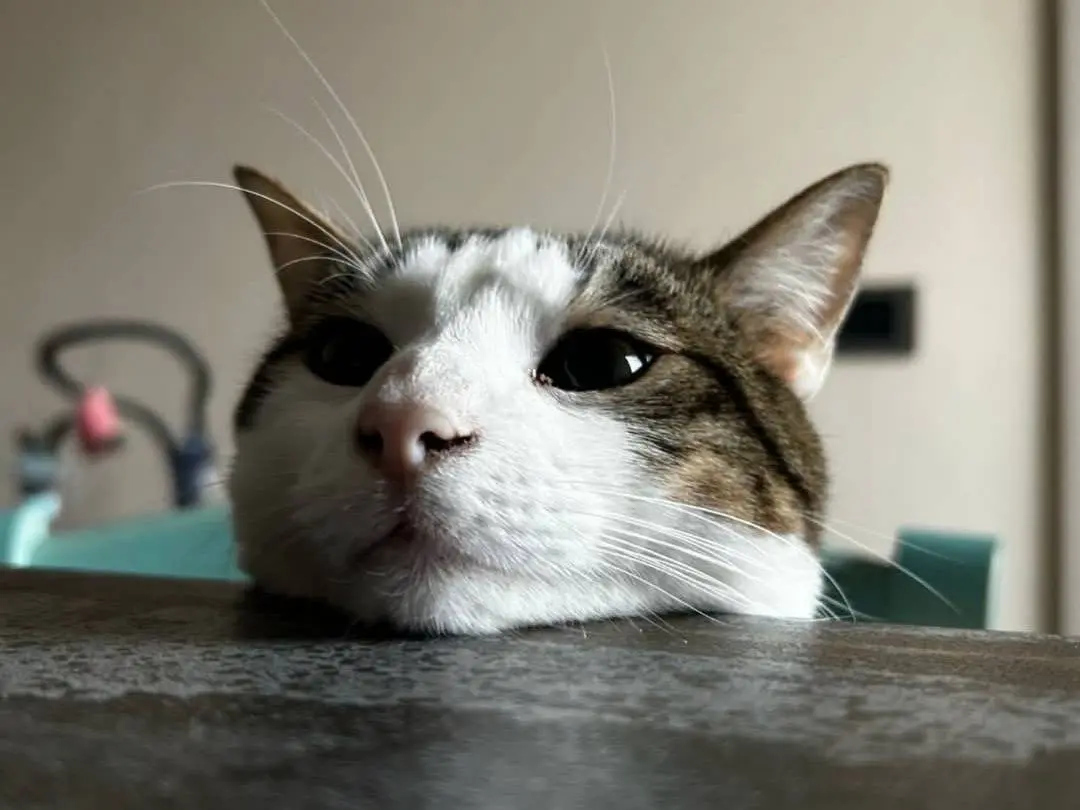 Adotta un gatto, maschio, 3 anni e 6 mesi, Parma