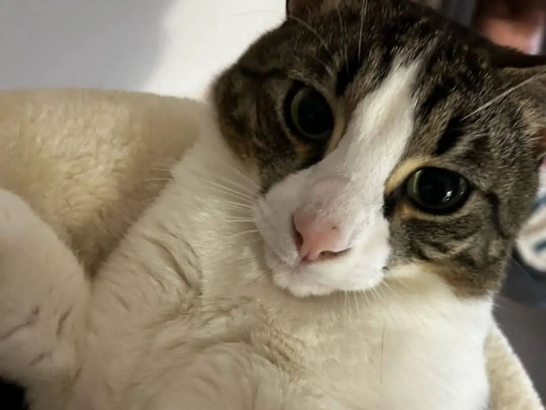 Adozione gatto, maschio, Razza sconosciuta Razza sconosciuta, 3 anni e 6 mesi, taglia non valida, Parma