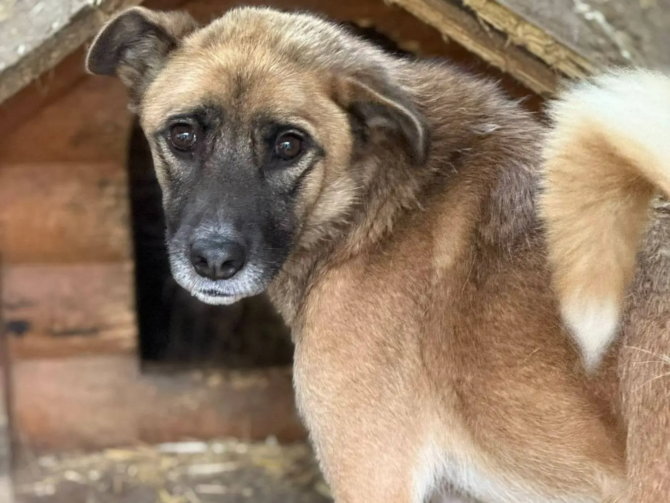 Adotta un cane, femmina, 6 anni, Firenze
