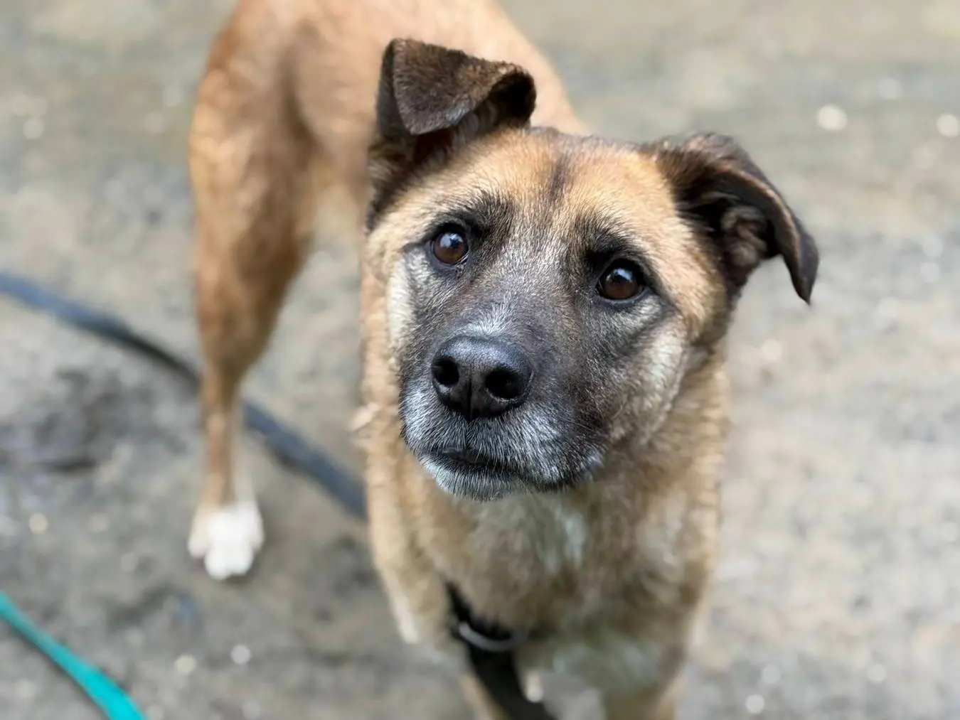 Adozione cane, femmina, Razza sconosciuta Razza sconosciuta, 6 anni, taglia media, Firenze