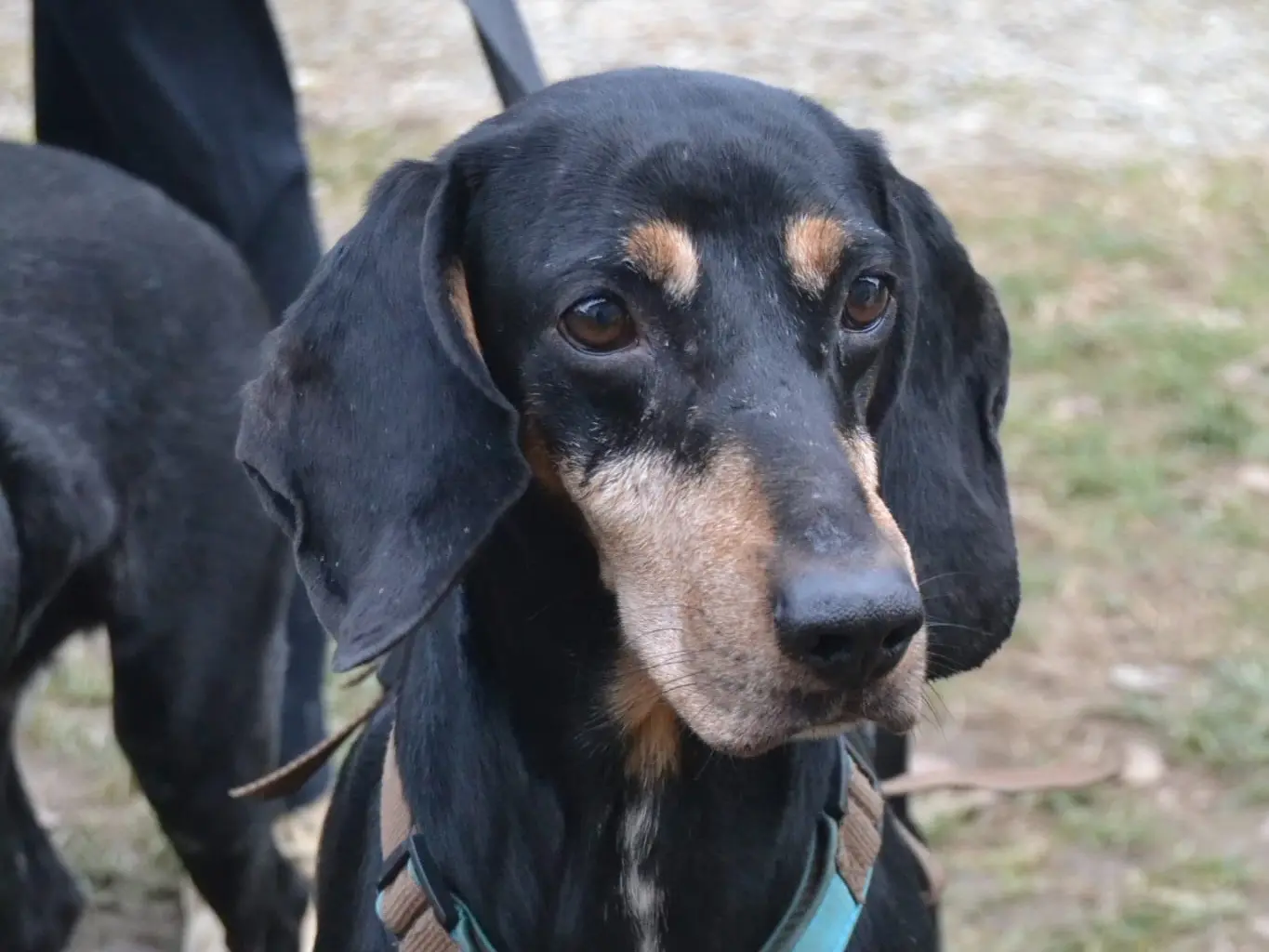 Adozione cane, maschio, Segugio Razza sconosciuta, 8 anni e 8 mesi, taglia media, Milano