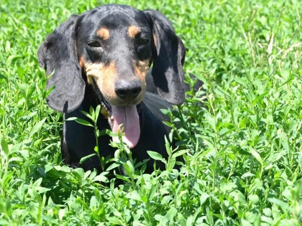 Adotta un cane, maschio, 8 anni e 8 mesi, Milano