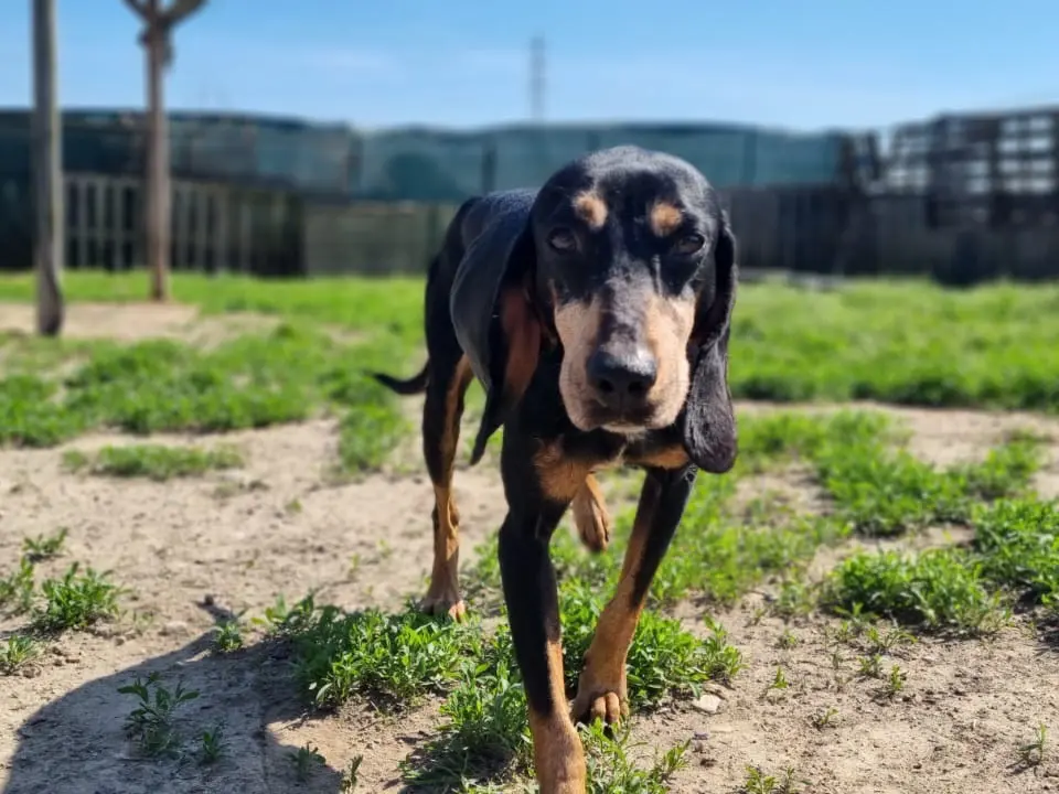 Adotta un cane, taglia media, maschio, Milano