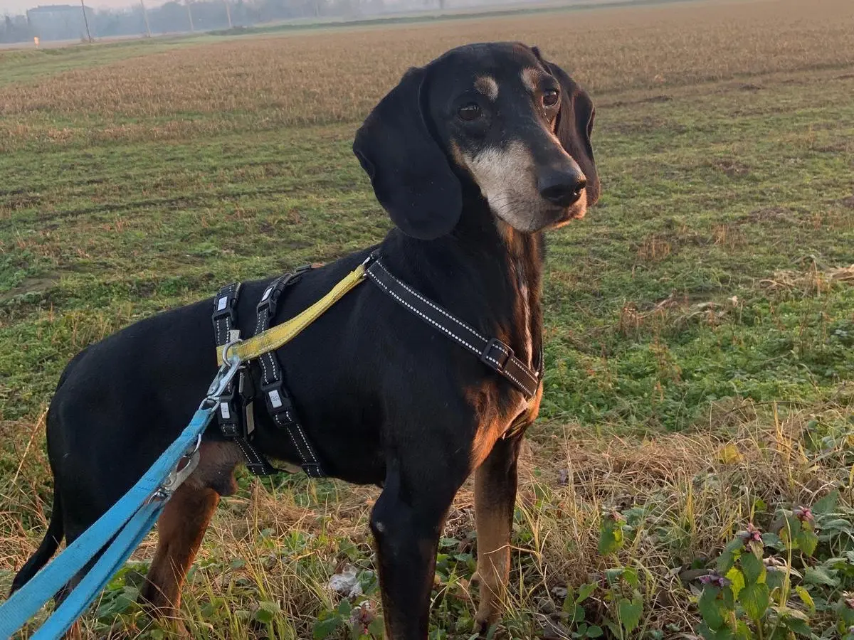 Vuoi adottare un cane a Milano?