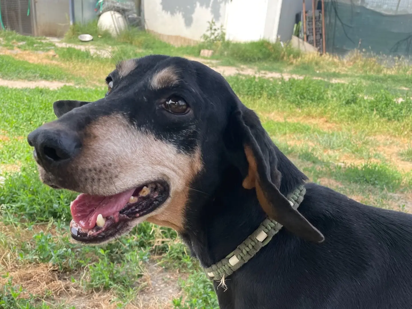 Adotta il cane Filippo a Milano