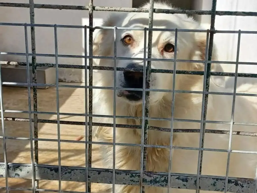 Adozione cane, maschio, Razza sconosciuta Razza sconosciuta, 8 anni e 8 mesi, taglia grande, Crotone