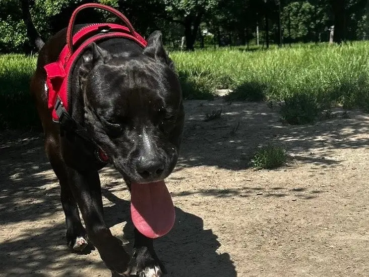 Vuoi adottare un cane a Milano?