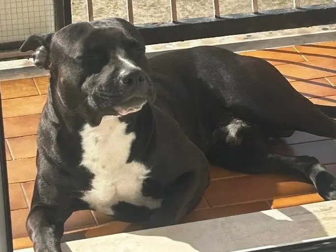 Adotta un cane, taglia grande, maschio, Milano