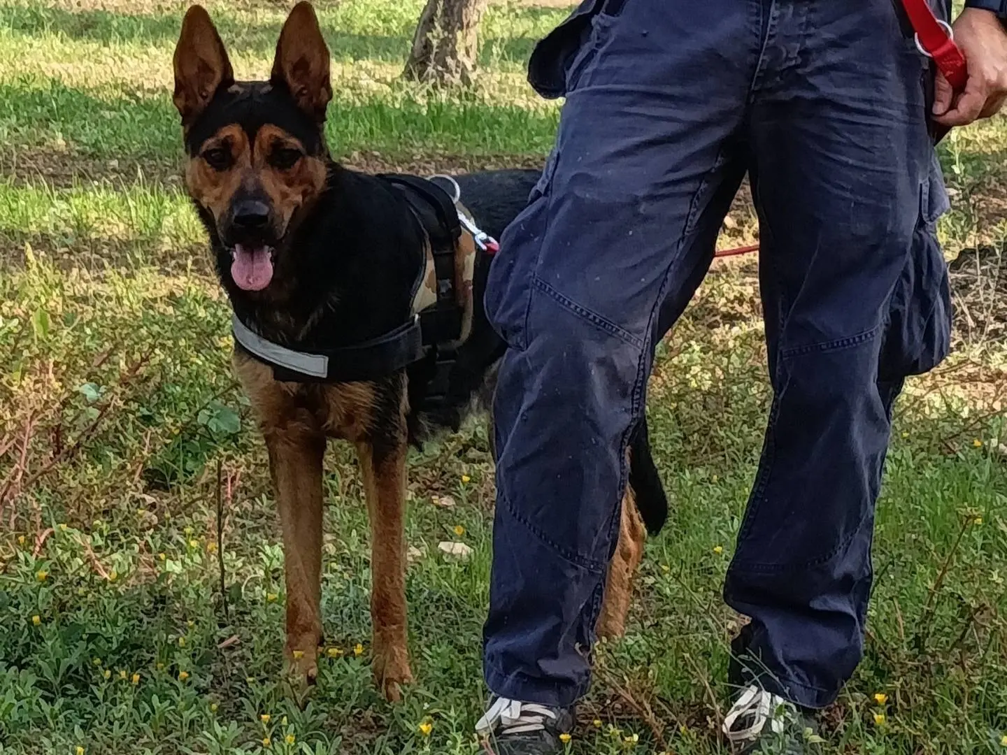 Adotta un cane, femmina, 3 anni e 5 mesi, Taranto