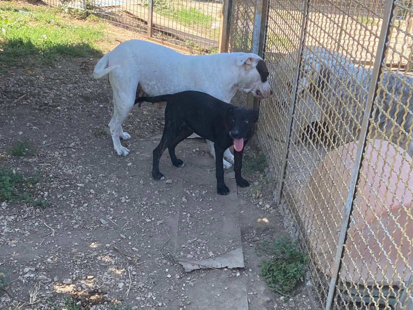 Adozione cane, femmina, Razza sconosciuta Razza sconosciuta, 2 anni e 2 mesi, taglia media, Caserta