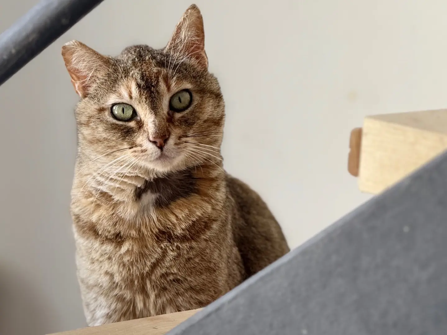 Adozione gatto, femmina, Razza sconosciuta Razza sconosciuta, 3 anni e 3 mesi, taglia non valida, Taranto