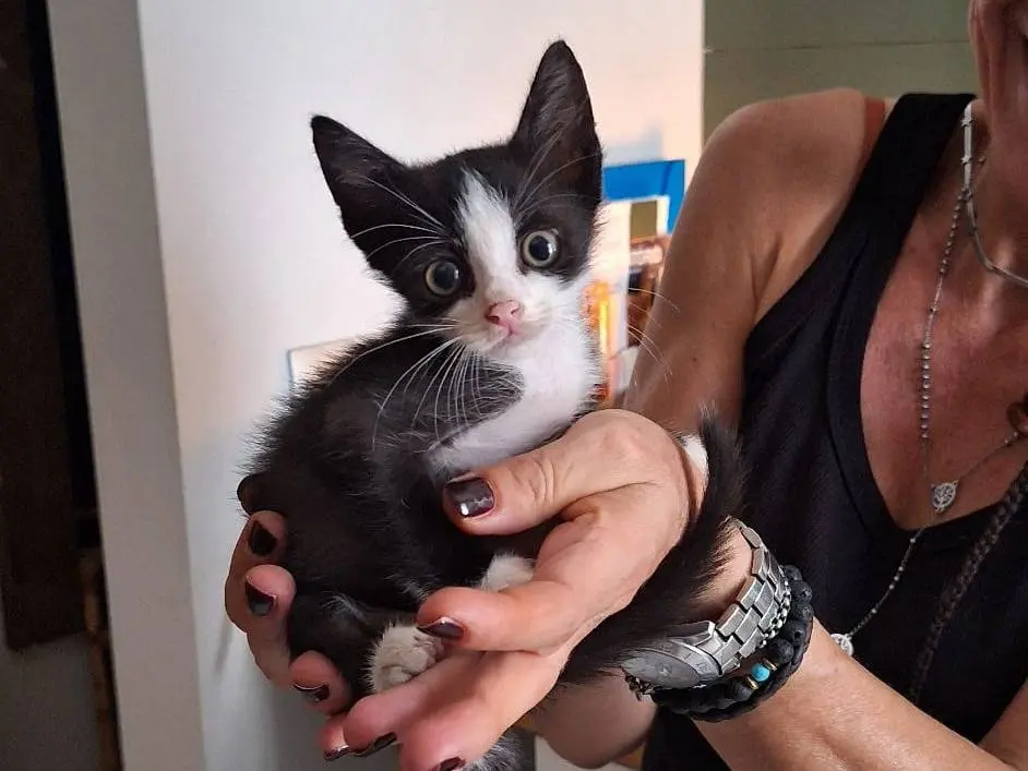 Vuoi adottare un gatto a Genova?